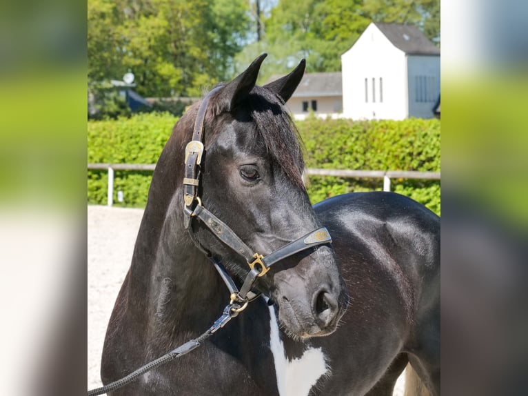 Cruzado Mare 6 years 14.2 hh Pinto in Neustadt (Wied)