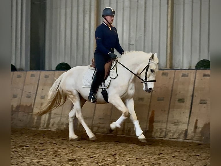 Cruzado Mare 6 years 14,2 hh Grey in Neustadt (Wied)