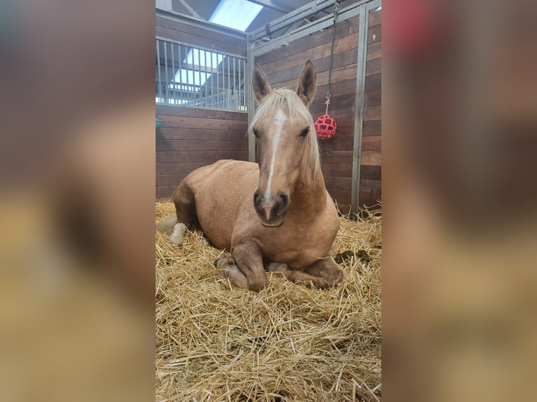 Cruzado Mare 6 years 14,3 hh Palomino in Schipluiden