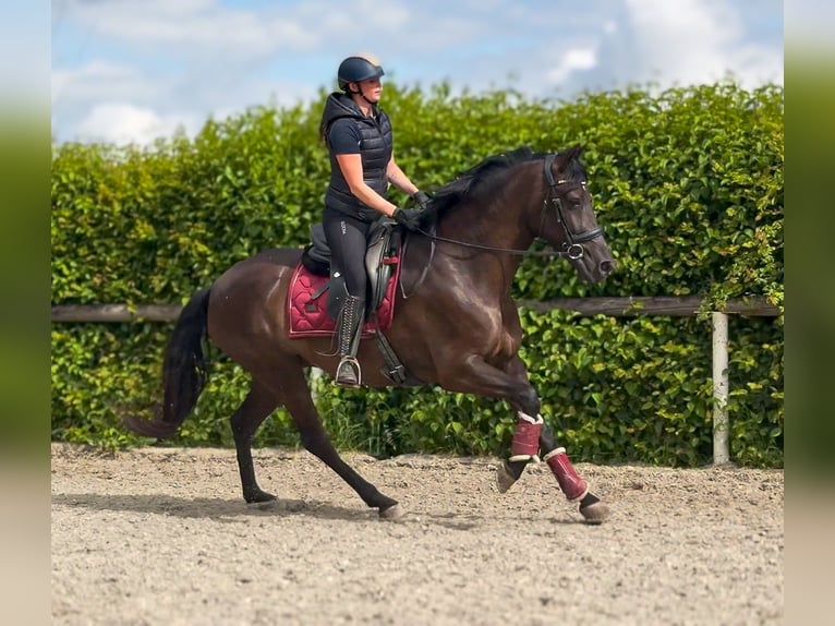 Cruzado Mare 6 years 15.2 hh Bay-Dark in Neustadt (Wied)