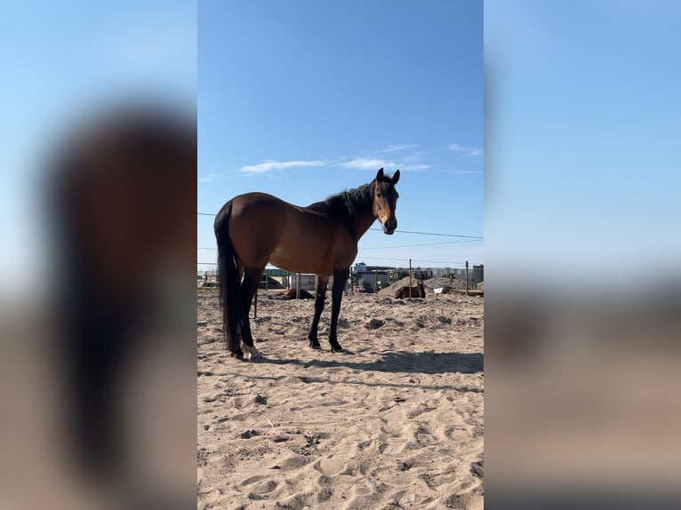 Cruzado Mare 6 years 15,1 hh Brown in Gouda