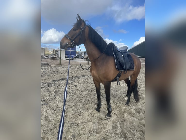 Cruzado Mare 6 years 15,1 hh Brown in Gouda