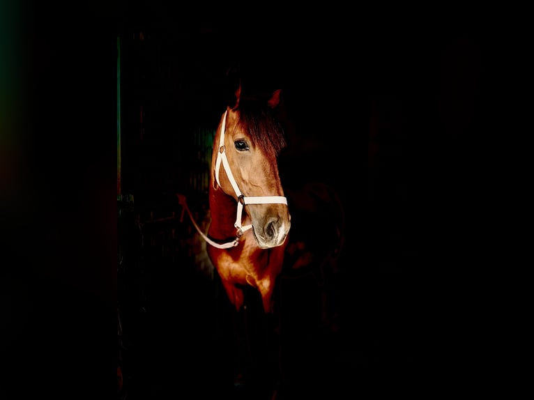 Cruzado Mare 6 years 15,1 hh Chestnut-Red in Könnern