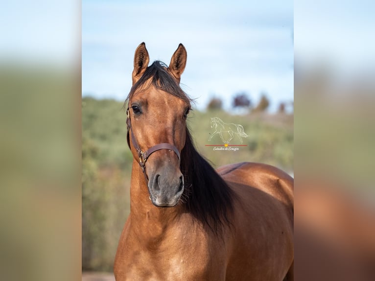 Cruzado Mare 6 years 15,1 hh Dun in Gams