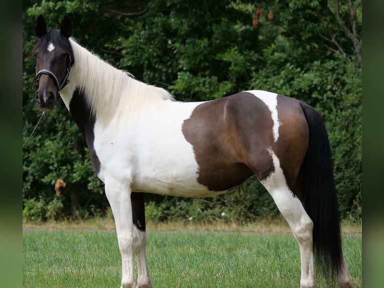 Cruzado Mix Mare 6 years 15,2 hh Pinto in Galenberg