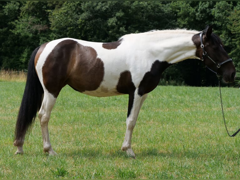 Cruzado Mix Mare 6 years 15,2 hh Pinto in Galenberg