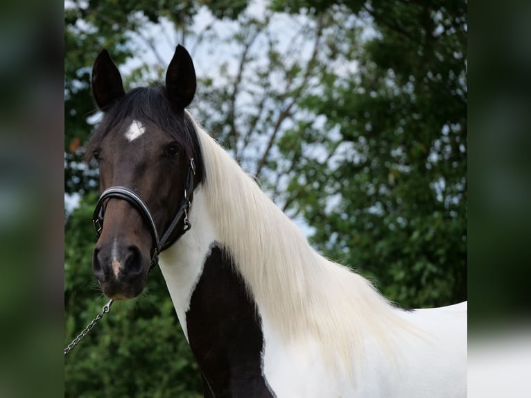 Cruzado Mix Mare 6 years 15,2 hh Pinto in Galenberg