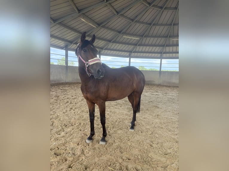 Cruzado Mare 6 years 15,3 hh Bay-Dark in Brühl