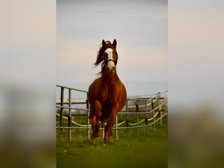 Cruzado Mare 7 years 14.1 hh Chestnut-Red in Bensheim