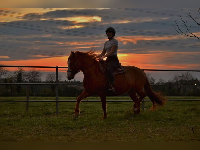 Cruzado Mare 7 years 14.1 hh Chestnut-Red in Bensheim