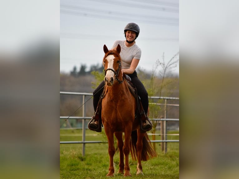 Cruzado Mare 7 years 14.1 hh Chestnut-Red in Bensheim