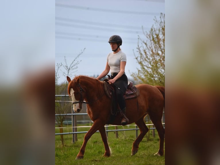 Cruzado Mare 7 years 14.1 hh Chestnut-Red in Bensheim