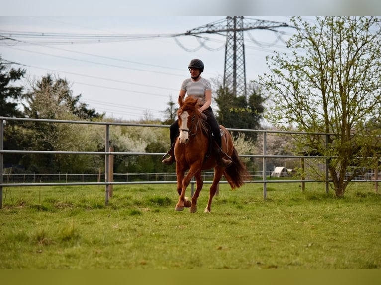 Cruzado Mare 7 years 14.1 hh Chestnut-Red in Bensheim