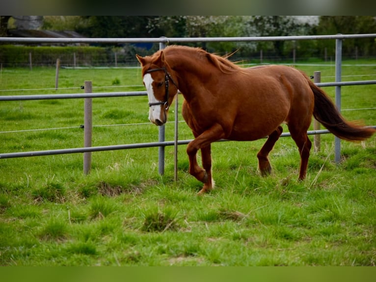 Cruzado Mare 7 years 14.1 hh Chestnut-Red in Bensheim