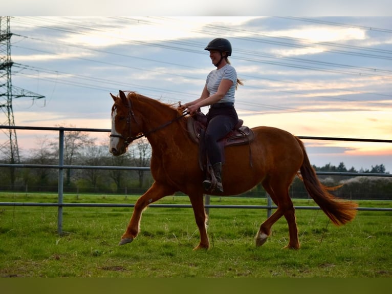 Cruzado Mare 7 years 14.1 hh Chestnut-Red in Bensheim