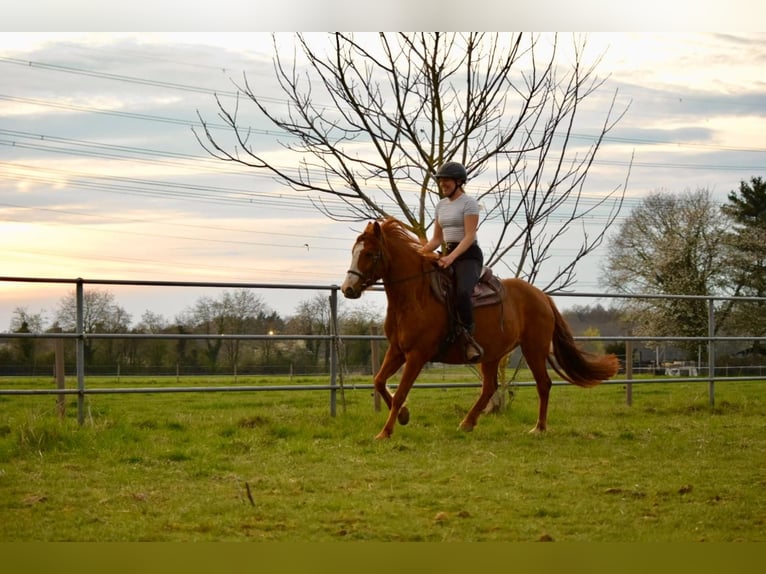 Cruzado Mare 7 years 14.1 hh Chestnut-Red in Bensheim
