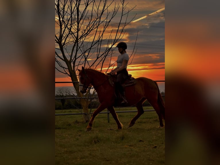 Cruzado Mare 7 years 14.1 hh Chestnut-Red in Bensheim