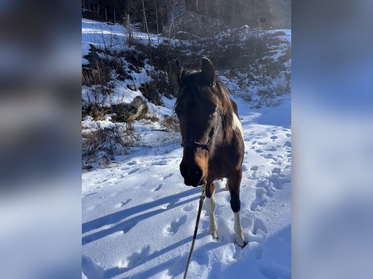 Cruzado Mare 7 years 14 hh Pinto in Mex VD