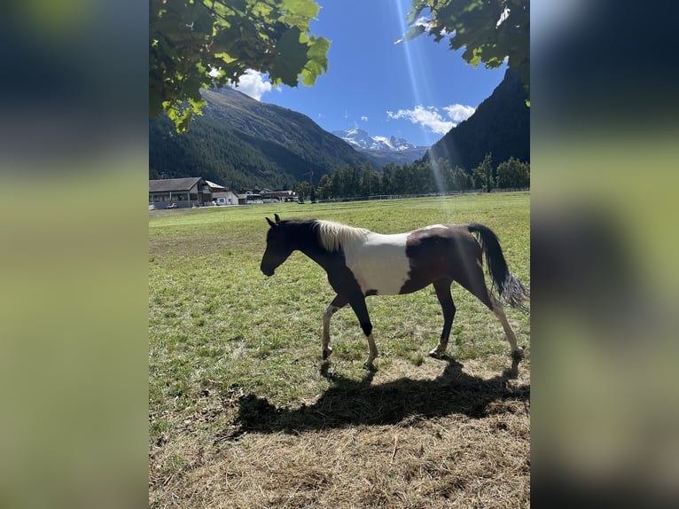 Cruzado Mare 7 years 14 hh Pinto in Randa