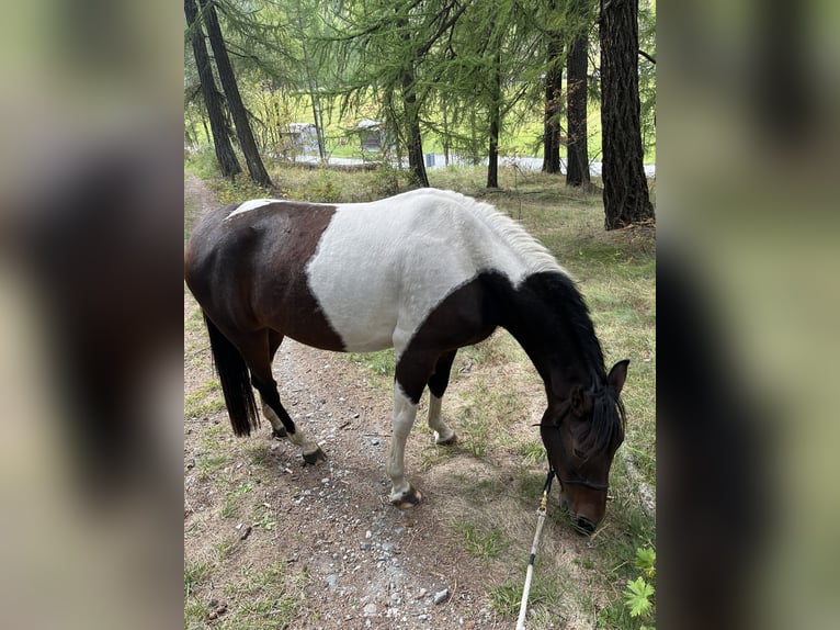 Cruzado Mare 7 years 14,1 hh Pinto in Randa