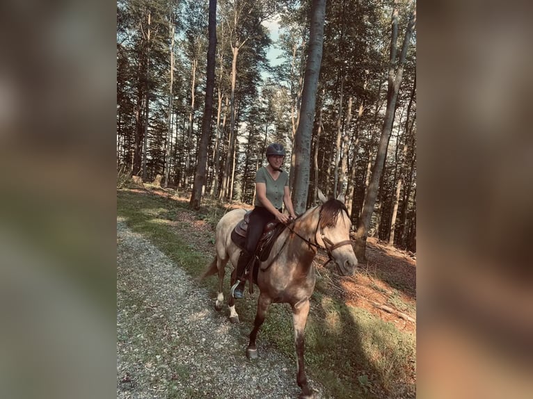 Cruzado Mare 7 years 15.1 hh Dun in Bad Berleburg