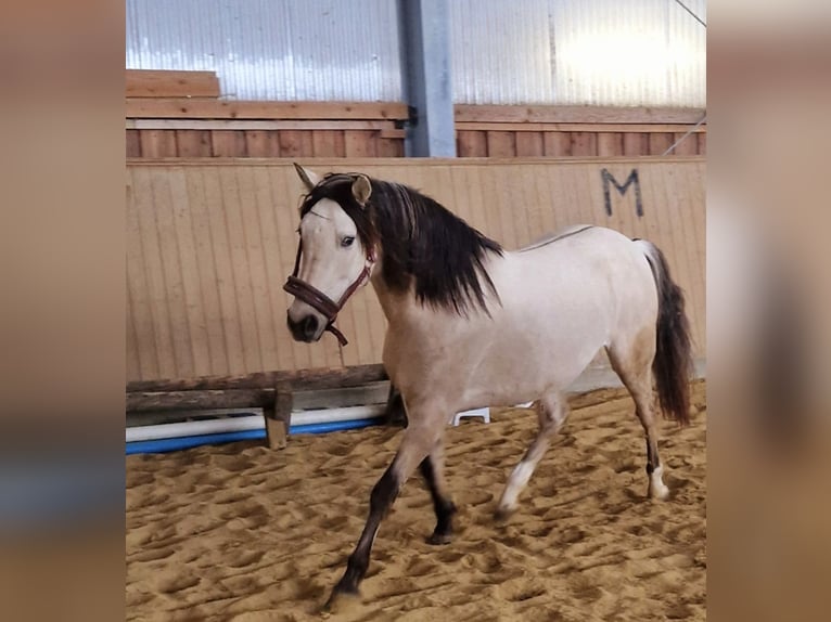 Cruzado Mare 7 years 15.1 hh Dun in Bad Berleburg