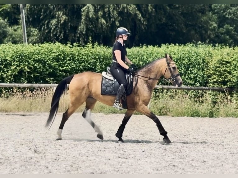 Cruzado Mare 7 years 15.2 hh Dun in Neustadt (Wied)