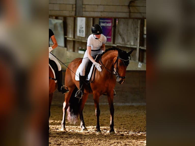 Cruzado Mare 7 years 15,1 hh Brown in Leverkusen