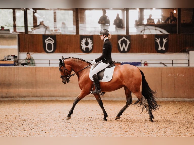 Cruzado Mare 7 years 15,1 hh Brown in Leverkusen