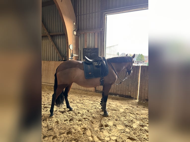 Cruzado Mare 7 years 15,1 hh Brown in Leverkusen