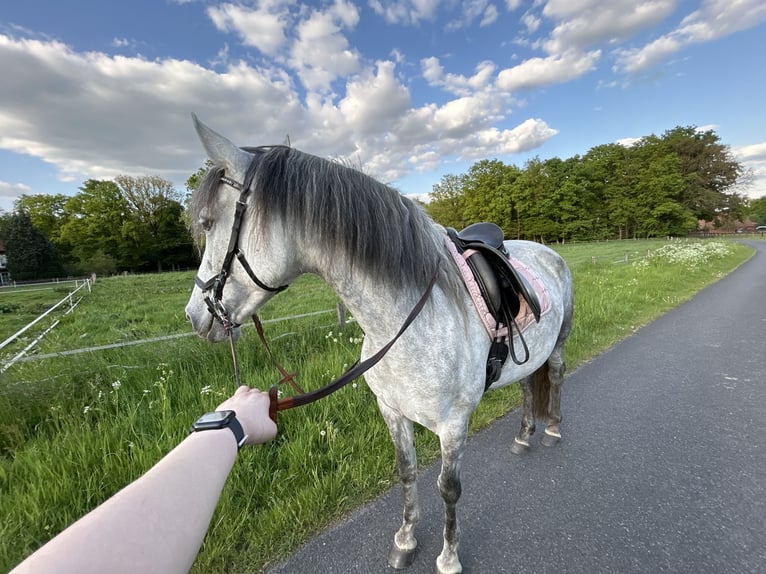 Cruzado Mare 7 years 15,1 hh Grey in Ahaus Cruzado Mare 7 years 15,1 hh Grey in Ahaus