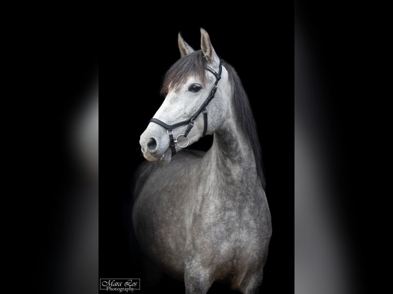 Cruzado Mare 7 years 15,1 hh Grey in Ahaus Cruzado Mare 7 years 15,1 hh Grey in Ahaus