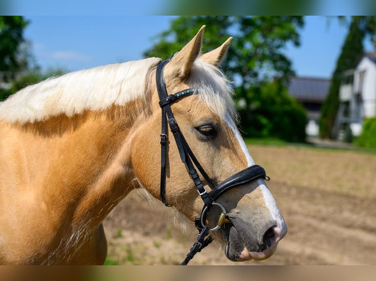 Cruzado Mix Mare 7 years 15,1 hh Pearl in Rodgau
