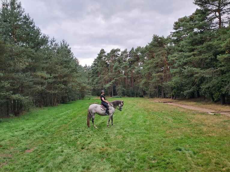 Cruzado Mare 7 years 16,1 hh Grey-Fleabitten in Oberlangen
