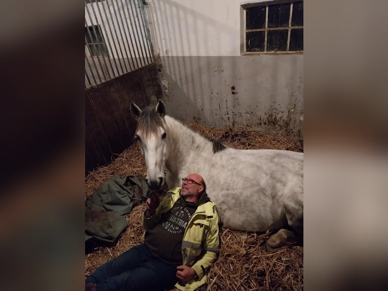 Cruzado Mare 7 years 16,1 hh Grey-Fleabitten in Oberlangen