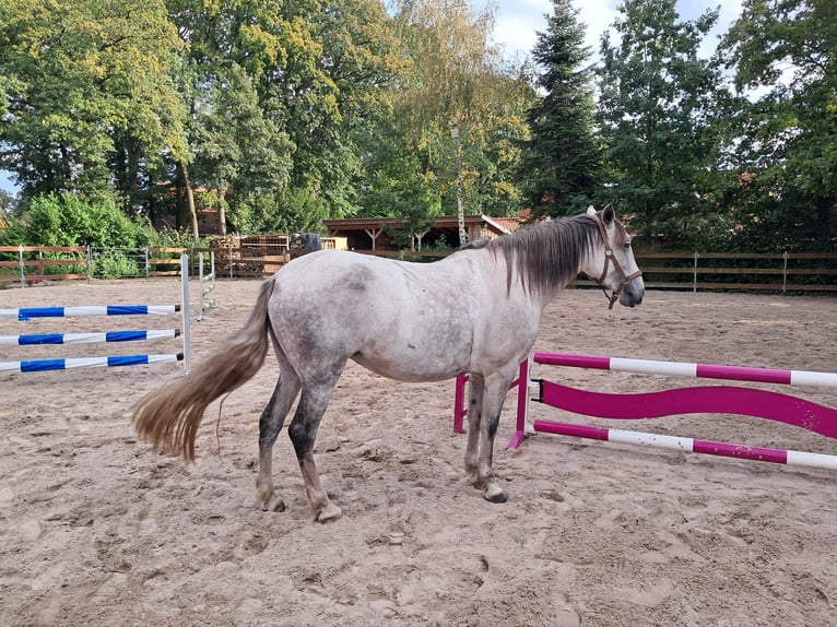 Cruzado Mare 7 years 16,1 hh Grey-Fleabitten in Oberlangen