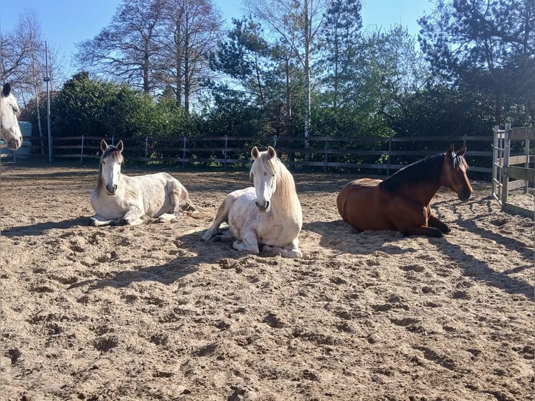 Cruzado Mare 7 years 16,1 hh Grey-Fleabitten in Oberlangen