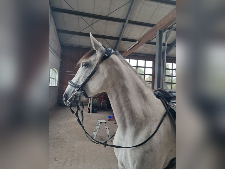 Cruzado Mare 7 years 16,1 hh Grey-Fleabitten in Oberlangen