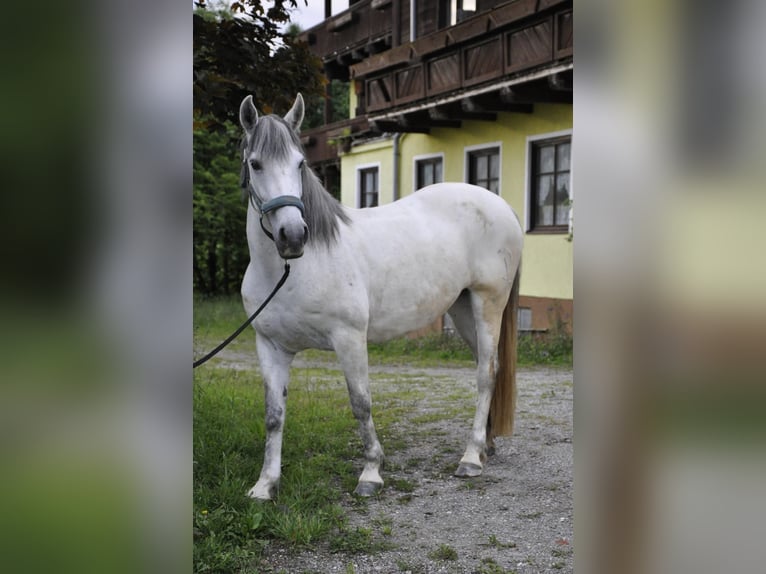 Cruzado Mare 8 years 14.2 hh Grey in Embach
