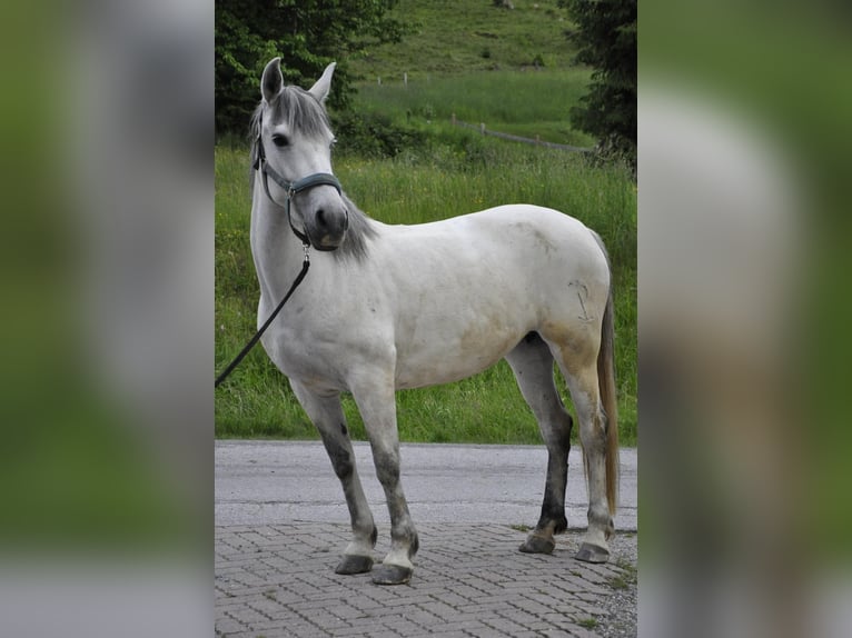 Cruzado Mare 8 years 14.2 hh Grey in Embach