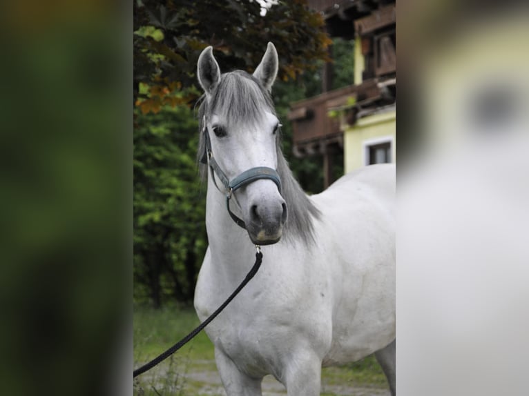 Cruzado Mare 8 years 14.2 hh Grey in Embach
