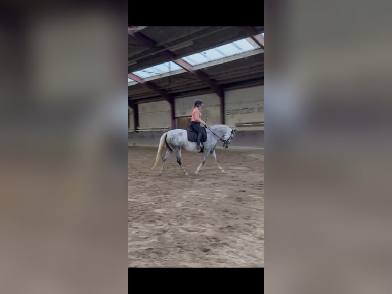 Cruzado Mare 8 years 15.1 hh  in Drunen