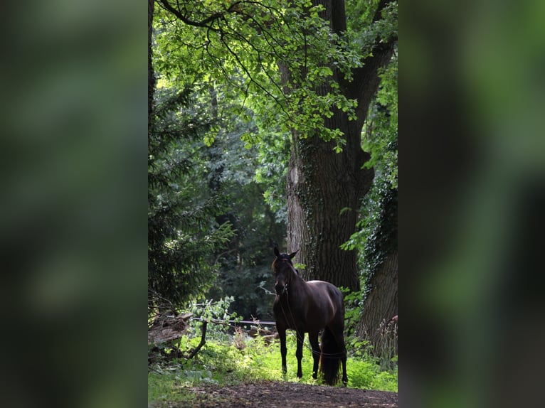 Cruzado Mare 8 years 15.3 hh Bay-Dark in Marklohe