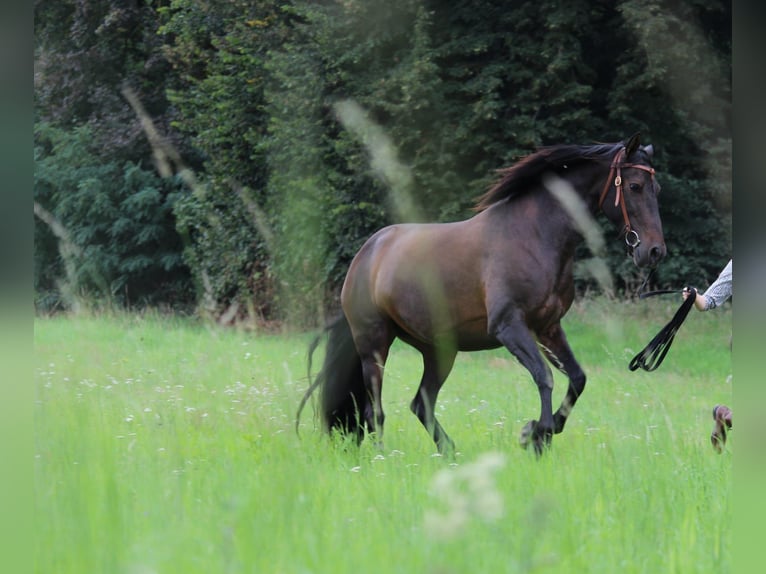 Cruzado Mare 8 years 15.3 hh Bay-Dark in Marklohe