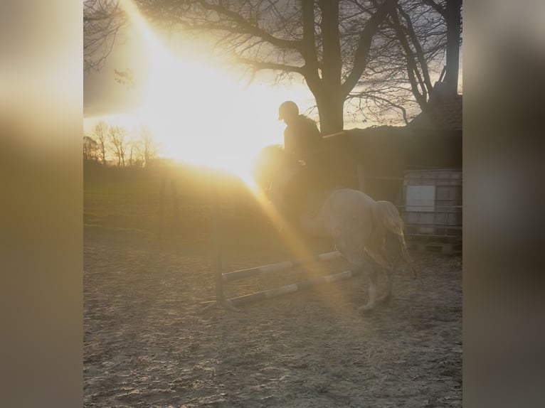 Cruzado Mix Mare 8 years 15 hh Grey-Dapple in Rossum