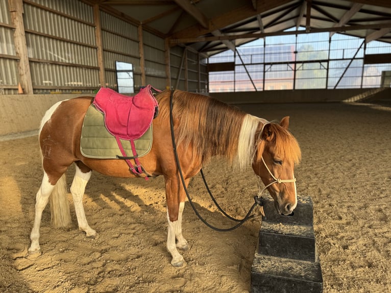 Cruzado Mare 8 years 15 hh Pinto in Nordwalde