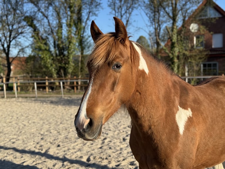 Cruzado Mare 8 years 15 hh Pinto in Nordwalde