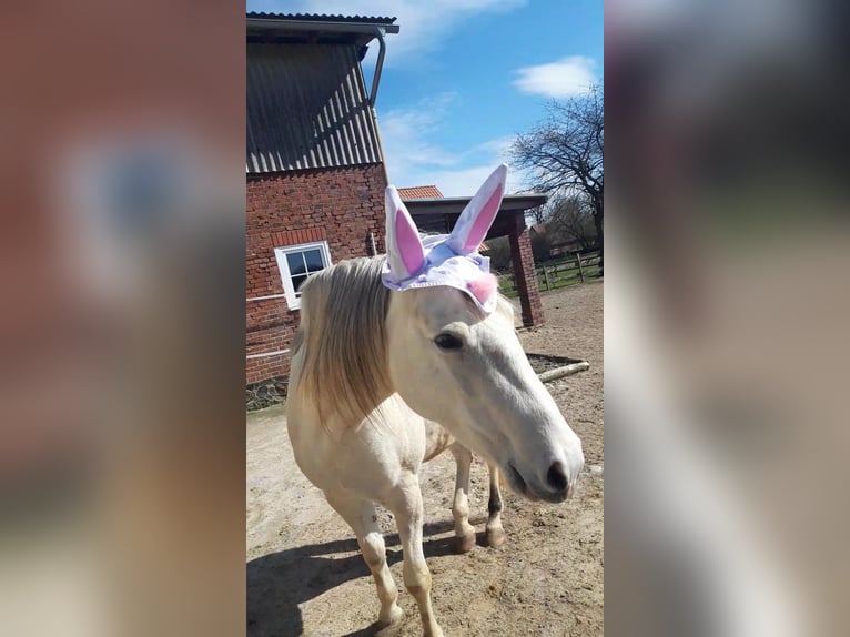 Cruzado Mare 8 years 15,1 hh Buckskin in Salzhausen