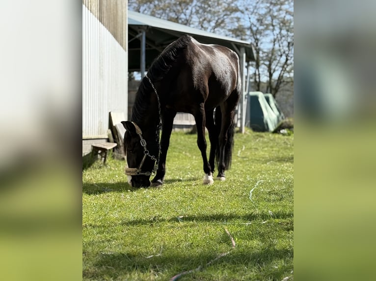 Cruzado Mare 8 years 15,2 hh Rabicano in Hehlen