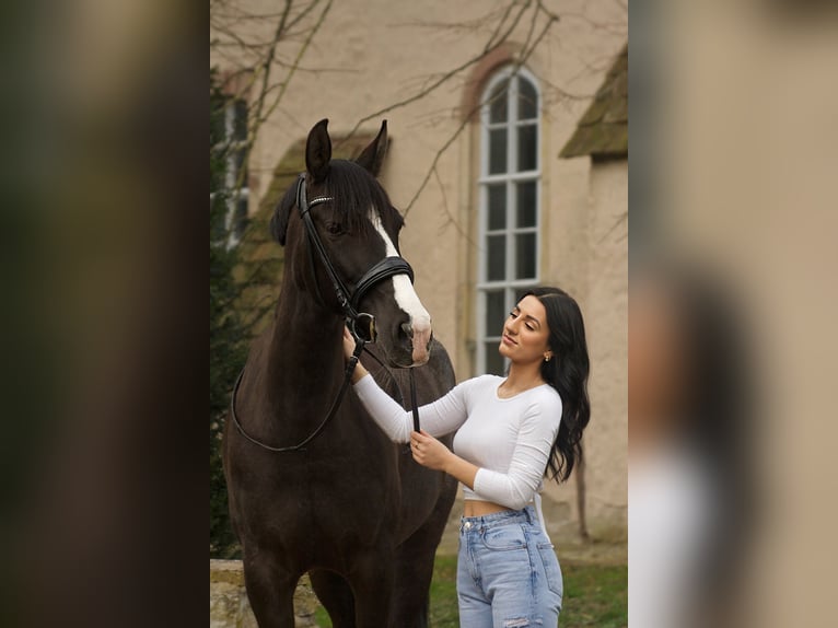 Cruzado Mare 8 years 15,2 hh Rabicano in Hehlen